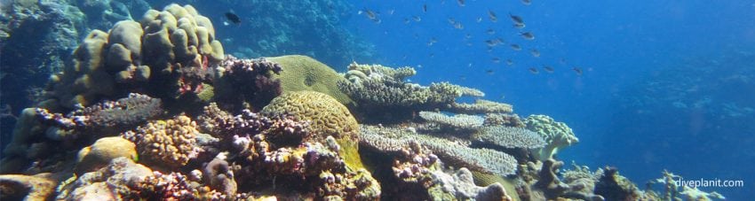 CoralWatch – early warning for coral bleaching