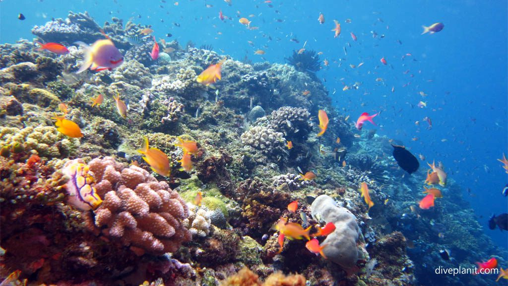 Diving scenic reefs aboard MV Taka Solomon Islands Liveaboard Diveplanit Blog 7913