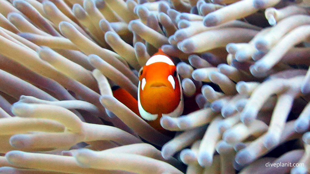 Pippy Longstocking aboard MV Taka Solomon Islands Liveaboard Diveplanit Blog 8730