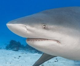 A bull shark at the awakening shark dive at barefoot kuata island resort in the yasawa islands fiji a banner
