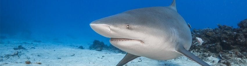 The Awakening Shark Dive – New shark diving in Fiji