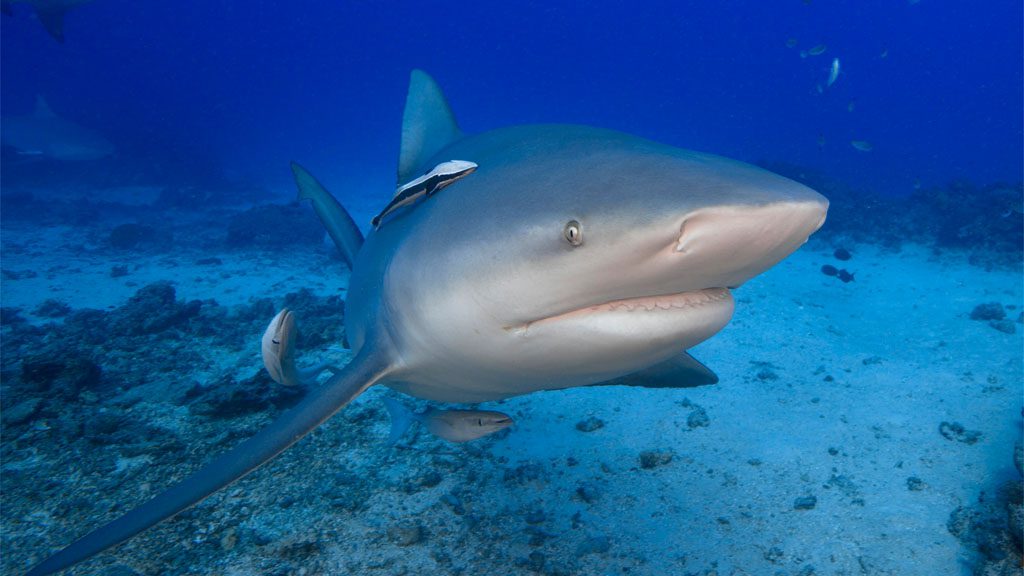 A close up at the awakening shark dive at barefoot kuata island resort in the yasawa islands fiji a The Awakening Shark Dive, a new shark dive in Fiji’s Yasawa Islands operated by the Barefoot Kuata Island Resort is accessible to divers of all levels