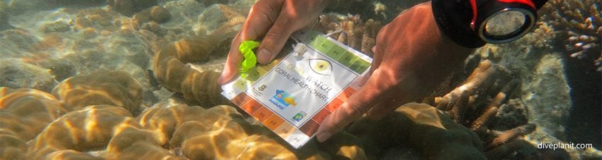 CoralWatch – so easy to do your own survey