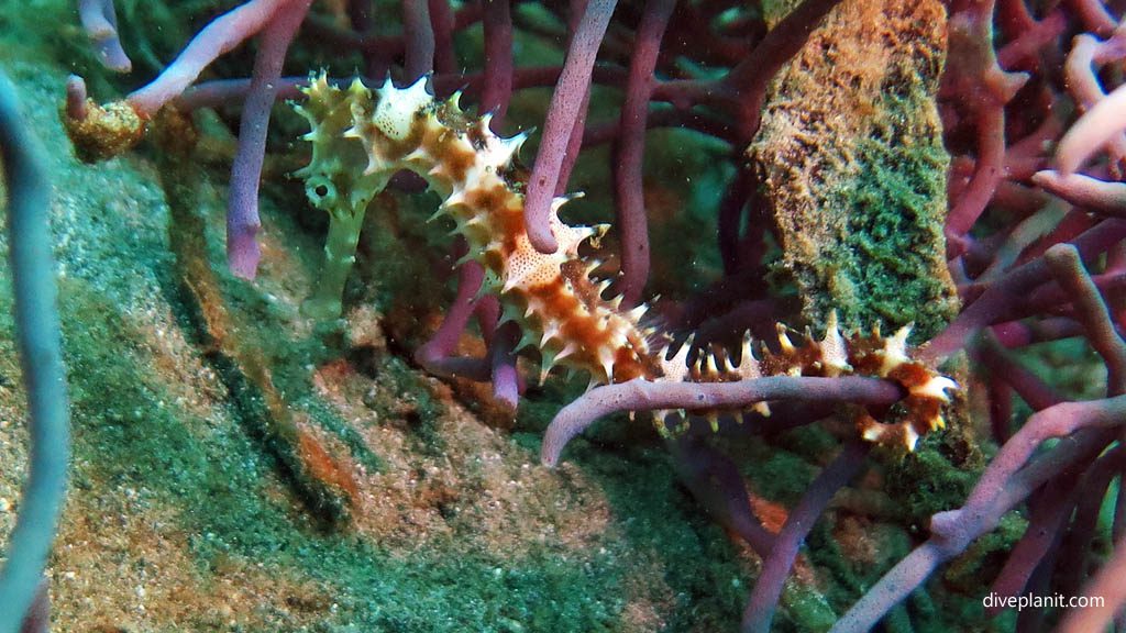 Thorny Seahorse diving Pemuteran Jetty Pemuteran Bali Indonesia by Diveplanit