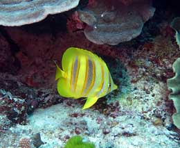 Rainfords butterflyfish at blue pools heron island diving heron island diveplanit feature
