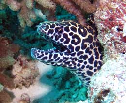 Honeycomb moray at heron bommie diving heron island diveplanit feature