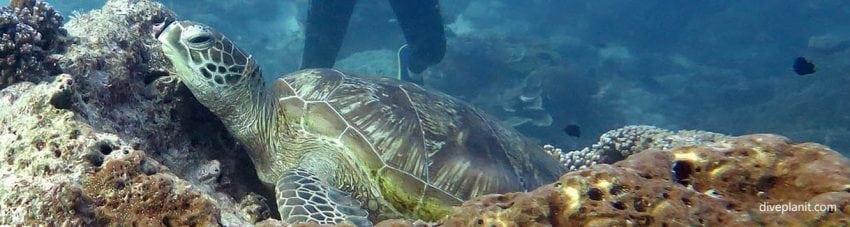 Heron Island on the Southern Great Barrier Reef: Turtles guaranteed