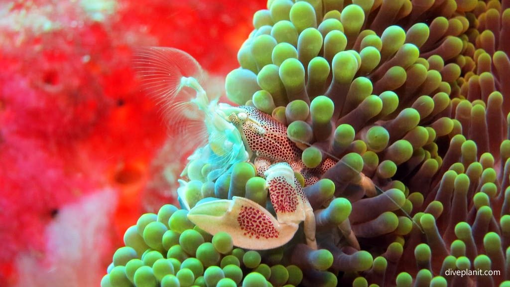 Porcelain crab diving pos menjangan bali indonesia diveplanit