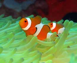True clowns in their bleached anemone diving pos menjangan bali indonesia diveplanit feature