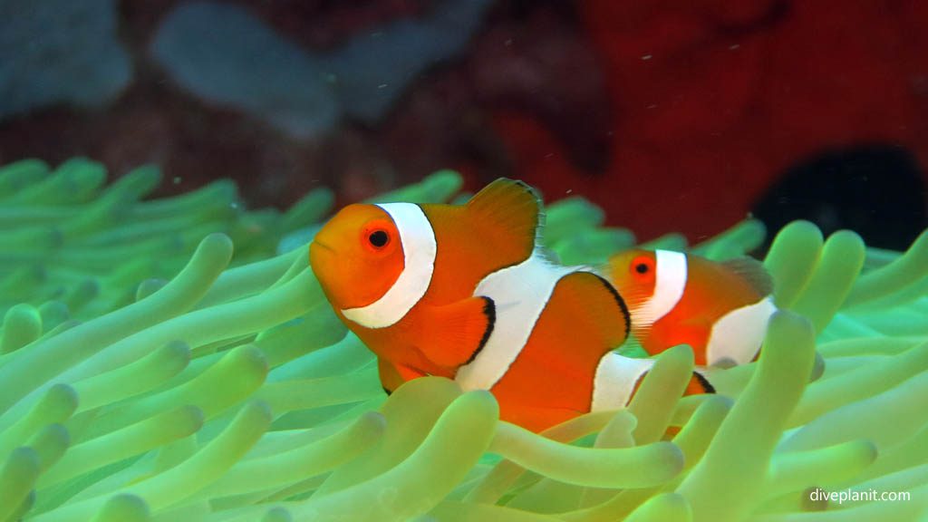 True Clowns in their bleached anemone diving Pos 1 Menjangan Bali Indonesia by Diveplanit