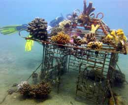 Wendy house with corals diving permuteran biorock dive site pemuteran bali indonesia diveplanit feature