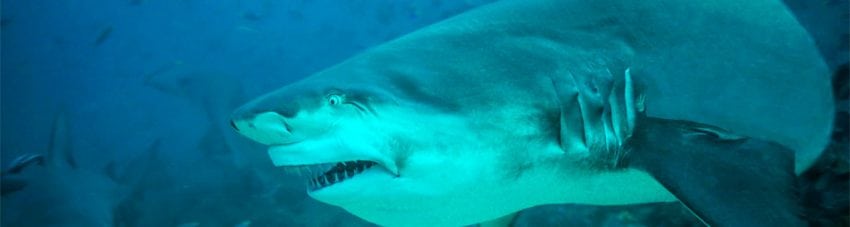 The Cathedral: Beqa Lagoon Resort Tiger Shark Dive