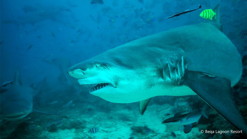 Bull shark at the cathedral shark dive beqa lagoon resort fiji diveplanit blog