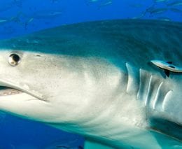 Tiger shark at the cathedral shark dive beqa lagoon resort fiji diveplanit blog banner