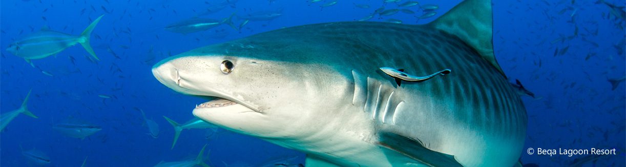 Tiger shark at the cathedral shark dive beqa lagoon resort fiji diveplanit blog banner