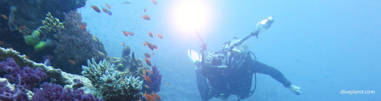 Diver with light in mixed coral reef at taveuni rainbow reef fiji islands diveplanit banner