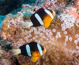 Clownfish pair at oozone diving kerama okinawa japan diveplanit feature