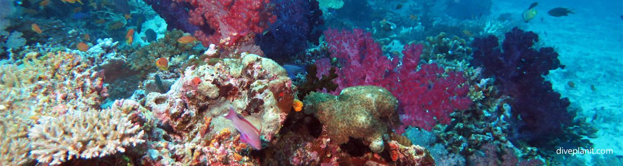 Typical reef scene with anthias at rainbows end diving taveuni rainbow reef fiji islands diveplanit blog banner