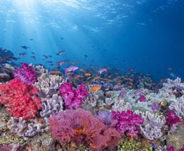 Fiji diving credit markus roth feature