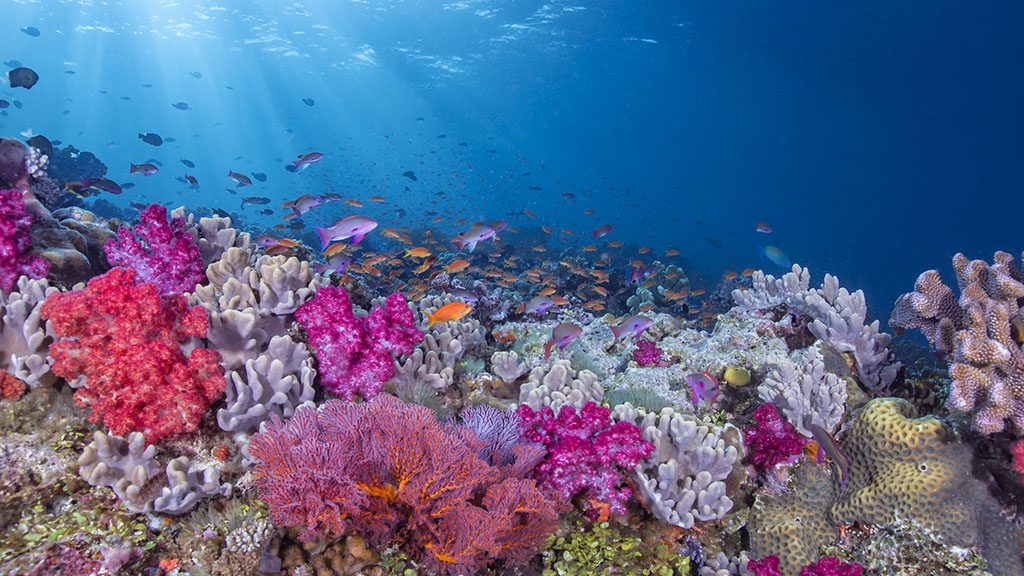 What makes Rainbow Reef always so Spectacular?