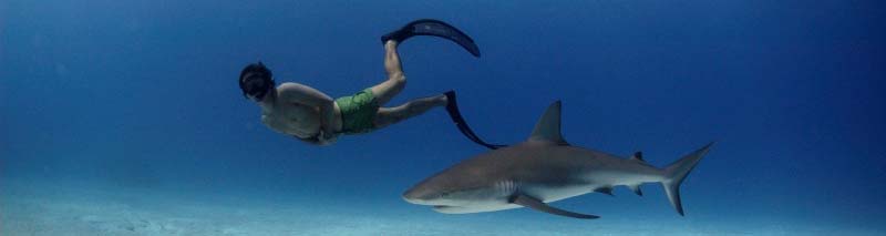 Rob stewart freediving with sharks banner