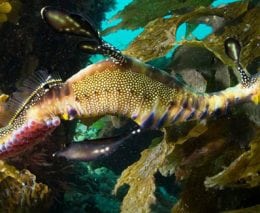 Weedy sea dragon under portsea pier alicia shaw photography diveplanit blog banner