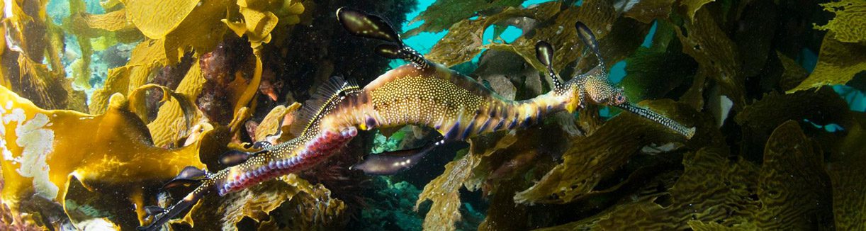 Weedy sea dragon under portsea pier alicia shaw photography diveplanit blog banner