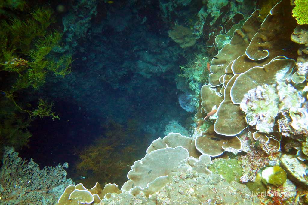 Blue-coral-lines-the-tunnel-entrance-at-Twin-Tunnels-Tulagi-diving-Solomon-Islands