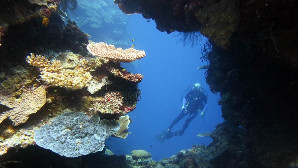 Swim through diving deacons reef at tawali png diveplanit