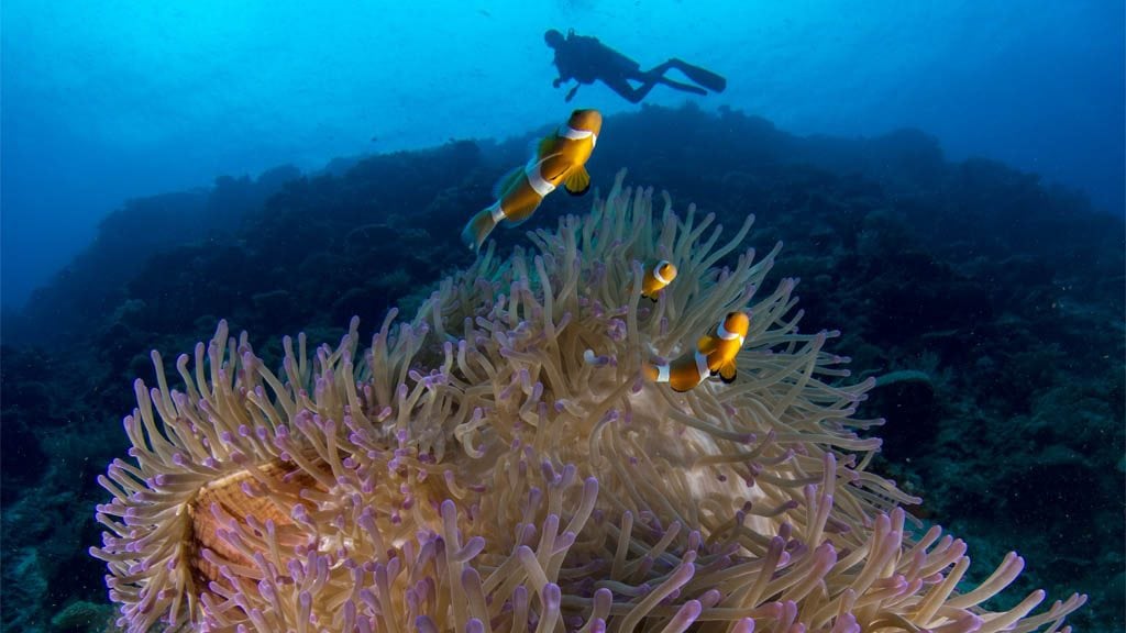 P anemone and diver silhouette cyclone wall tufi png credit heather sutton