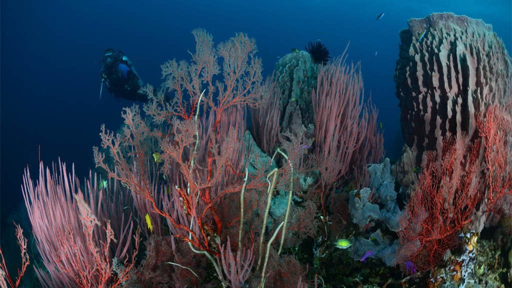 W josies reef kimbe bay walindi resort wnbp png credit sungsoon choi walindi resort