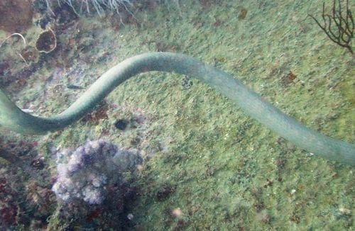 Sea snake at yongala wreck diving great barrier reef queensland australia diveplanit banner watermarked