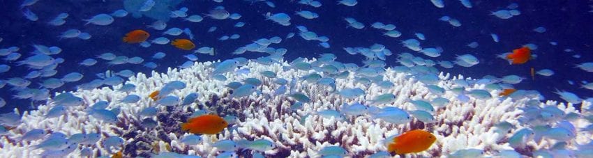 Is the Great Barrier Reef dead? No. But it’s time to get global to save it.
