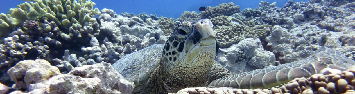 Chilled turtle at arutanga passage aitutaki diving cook islands world oceans day diveplanit banner