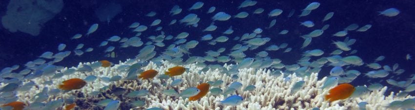 What is the Value of the Great Barrier Reef?