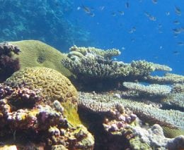 Reef scene small fish diving mbigo mbigo with dive munda solomon islands diveplanit banner