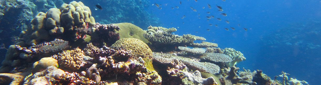 Reef scene small fish diving mbigo mbigo with dive munda solomon islands diveplanit banner
