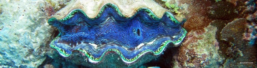 Coral Expeditions – the relaxed alternative way to dive the Great Barrier Reef