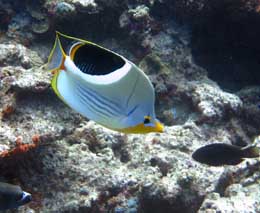 Saddleback butterflyfish diving no mans land at mantaray island resort fiji islands diveplanit feature