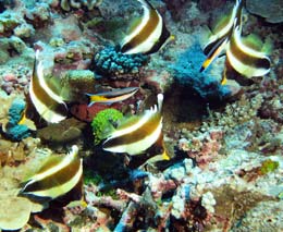 Pennant bannerfish at the cleaners diving namotu wall at malolo fiji islands diveplanit feature
