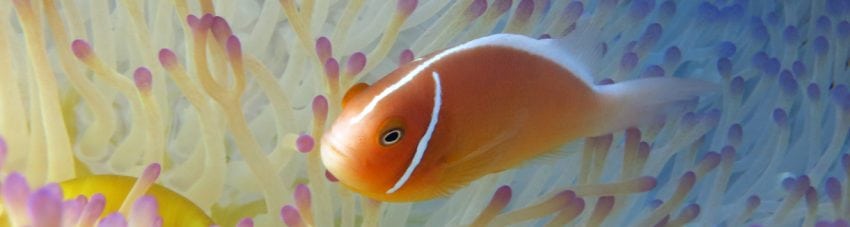 Video Postcards from the Great Barrier Reef