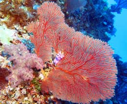 Purple soft coral in seafan diving seafan city dive at yasawa islands fiji islands diveplanit feature