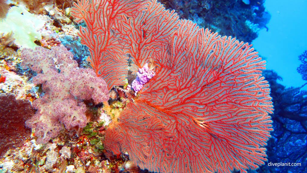 Purple soft coral in sea fan diving Sea Fan City dive at Yasawa Islands Fiji Islands by Diveplanit