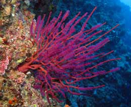 Seafern at edge to bordello diving the coral coast fiji islands diveplanit feature