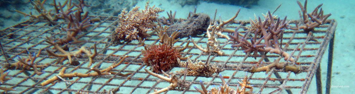 Outrigger zone prior years coral seedlings at castaway island fiji islands diveplanit banner