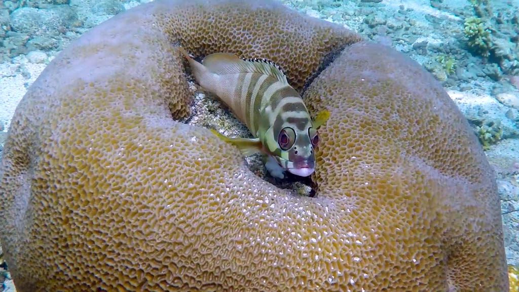 Pulau Tioman diving one of Malaysia’s unspoilt islands by our guest blogger and keen aquanaut Dof Dickinson