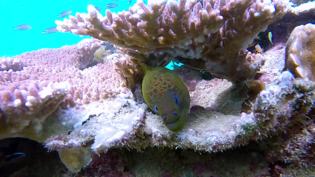 Pulau Tioman diving one of Malaysia’s unspoilt islands by our guest blogger and keen aquanaut Dof Dickinson