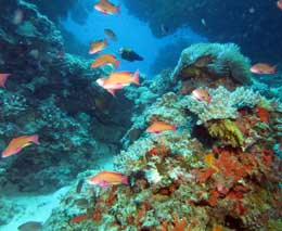 Scene with anthias diving golden rim at volivoli fiji islands diveplanit feature