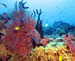 Reef scene with damsel diving yellow mellow at volivoli fiji islands diveplanit feature