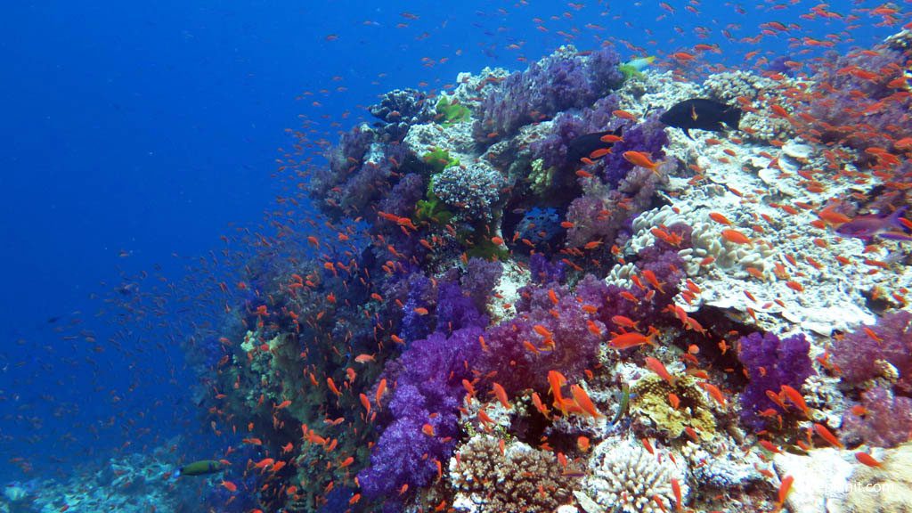 Fiji’s Scuba Diving is amongst the most varied of any country: shark diving, drift diving, manta snorkelling, great coral reefs, wreck diving & walls galore